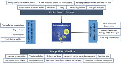 Stress, Professional Lifestyle, and Telomere Biology in Elite Athletes: A Growing Trend in Psychophysiology of Sport